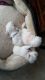 Maltese Puppies for sale in Falls Church, VA, USA. price: $1,500