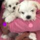 Maltese Puppies for sale in Ohio City, OH 45874, USA. price: NA