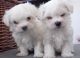 Maltese Puppies for sale in Cincinnati, OH, USA. price: NA