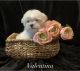 Maltese Puppies for sale in Nitro, WV, USA. price: $1,600