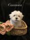 Maltese Puppies for sale in Nitro, WV, USA. price: $1,300