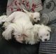 Maltese Puppies for sale in Reynoldsburg, OH, USA. price: $800