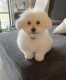 Maltese Puppies for sale in Merrimack, NH, USA. price: $2,000