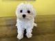 Maltese Puppies for sale in Bellingham, WA, USA. price: $350