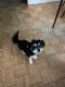Maltese Puppies for sale in Brooklyn, NY, USA. price: $600