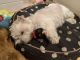 Maltese Puppies for sale in Texas City, TX, USA. price: NA