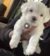 Maltese Puppies for sale in Chicago, IL 60628, USA. price: $800