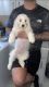 Maltese Puppies for sale in New York, NY, USA. price: $1,200
