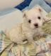 Maltese Puppies for sale in Miami, FL, USA. price: $700