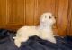 Maltese Puppies for sale in New Haven, IN, USA. price: NA