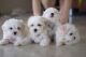 Maltese Puppies for sale in Miami, FL, USA. price: $900