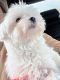 Maltese Puppies for sale in Lakewood, WA, USA. price: $3,800