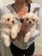 Maltese Puppies for sale in Miami, FL 33157, USA. price: $1,000