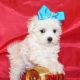 Maltese Puppies for sale in New York, NY, USA. price: $300