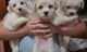 Maltese Puppies for sale in Elyria, OH 44035, USA. price: $800