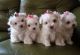 Maltese Puppies for sale in Orlando, FL, USA. price: $700