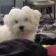 Maltese Puppies for sale in Manchester, CT, USA. price: $2,000