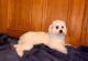 Maltese Puppies for sale in Brickell, Miami, FL, USA. price: NA