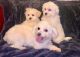 Maltese Puppies for sale in Hobbs, TX 79546, USA. price: NA