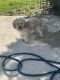 Maltese Puppies for sale in Independence, MO, USA. price: $300