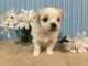 Maltese Puppies for sale in Nixa, MO 65714, USA. price: $1,000