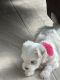 Maltese Puppies for sale in Spring Hill, FL, USA. price: NA
