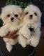 Maltese Puppies for sale in Royal Oaks, Interlaken, CA 95076, USA. price: $2,000