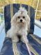 Maltese Puppies for sale in Kissimmee, FL 34746, USA. price: $800