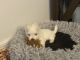 Maltese Puppies for sale in Cape Coral, FL, USA. price: NA
