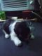 Maltese Puppies for sale in New Port Richey, FL, USA. price: $800