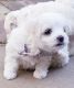 Maltese Puppies for sale in Dallas, TX 75270, USA. price: NA