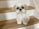 Maltese Puppies for sale in Texarkana, TX, USA. price: NA