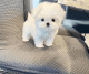 Maltese Puppies for sale in Phoenix, AZ, USA. price: NA