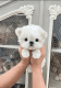 Maltese Puppies for sale in San Francisco, CA, USA. price: $490