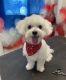 Maltese Puppies for sale in Tampa, FL, USA. price: $1,000