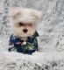 Maltese Puppies for sale in Plymouth, NC, USA. price: NA