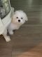 Maltese Puppies for sale in Kissimmee, FL, USA. price: NA