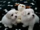 Maltese Puppies for sale in Cornelia St, New York, NY 10014, USA. price: $470