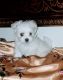 Maltese Puppies for sale in San Antonio, TX, USA. price: $900
