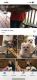 Maltese Puppies for sale in Sylva, NC 28779, USA. price: $15,002,000