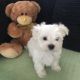 Maltese Puppies for sale in Cincinnati, OH, USA. price: $800