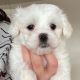 Maltese Puppies for sale in Cincinnati, OH, USA. price: $650