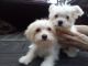 Maltese Puppies for sale in Crestview, FL 32539, USA. price: $600