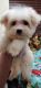Maltese Puppies for sale in Arlington, TX, USA. price: $1,200