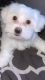 Maltese Puppies for sale in Philadelphia, PA, USA. price: $400