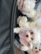 Maltese Puppies for sale in Chicago, IL, USA. price: $1,500