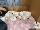 Maltese Puppies for sale in Newport, NC 28570, USA. price: $900