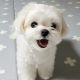 Maltese Puppies for sale in CT-8, Winsted, CT, USA. price: $700