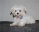 Maltese Puppies for sale in Florida City, FL, USA. price: $700