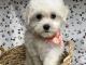 Maltese Puppies for sale in Jonestown, TX, USA. price: $900